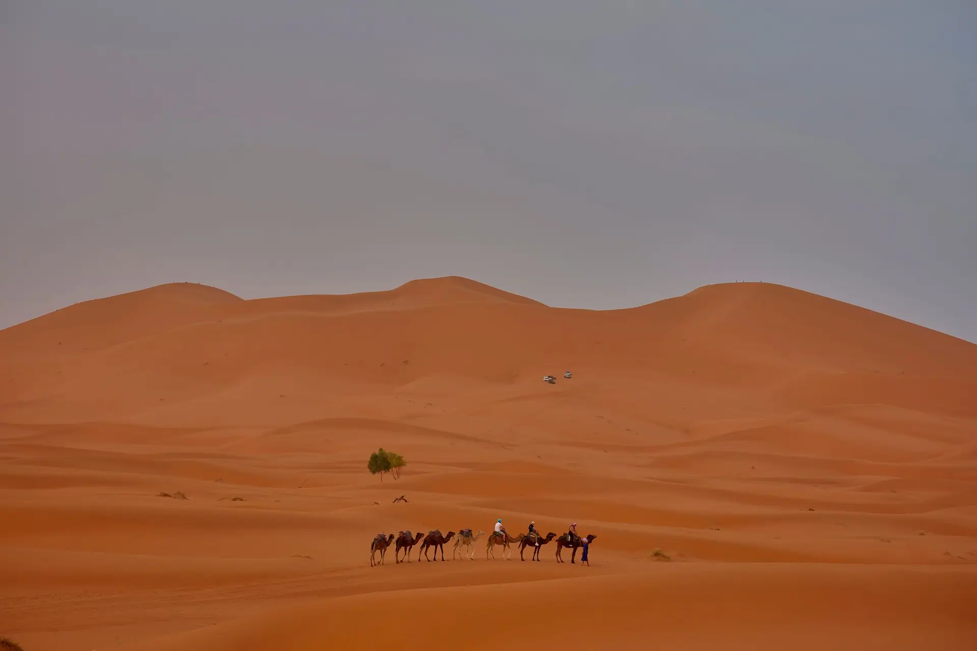A camel caravan traversing the stunning dunes of Ouarzazate, Morocco.