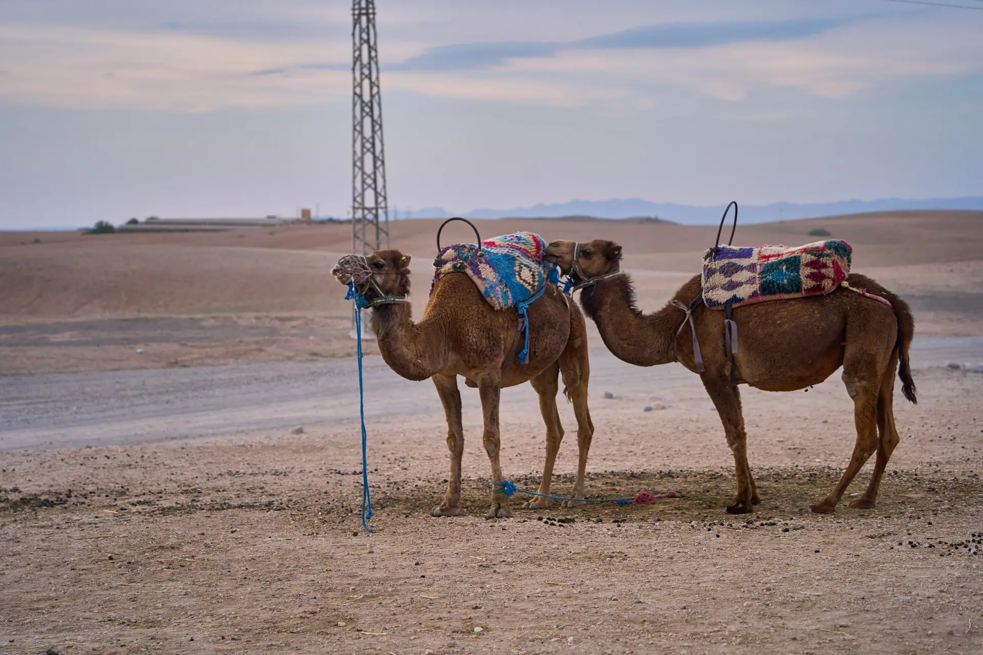 Two camels with colorful saddles stand in the Moroccan desert near Marrakech.