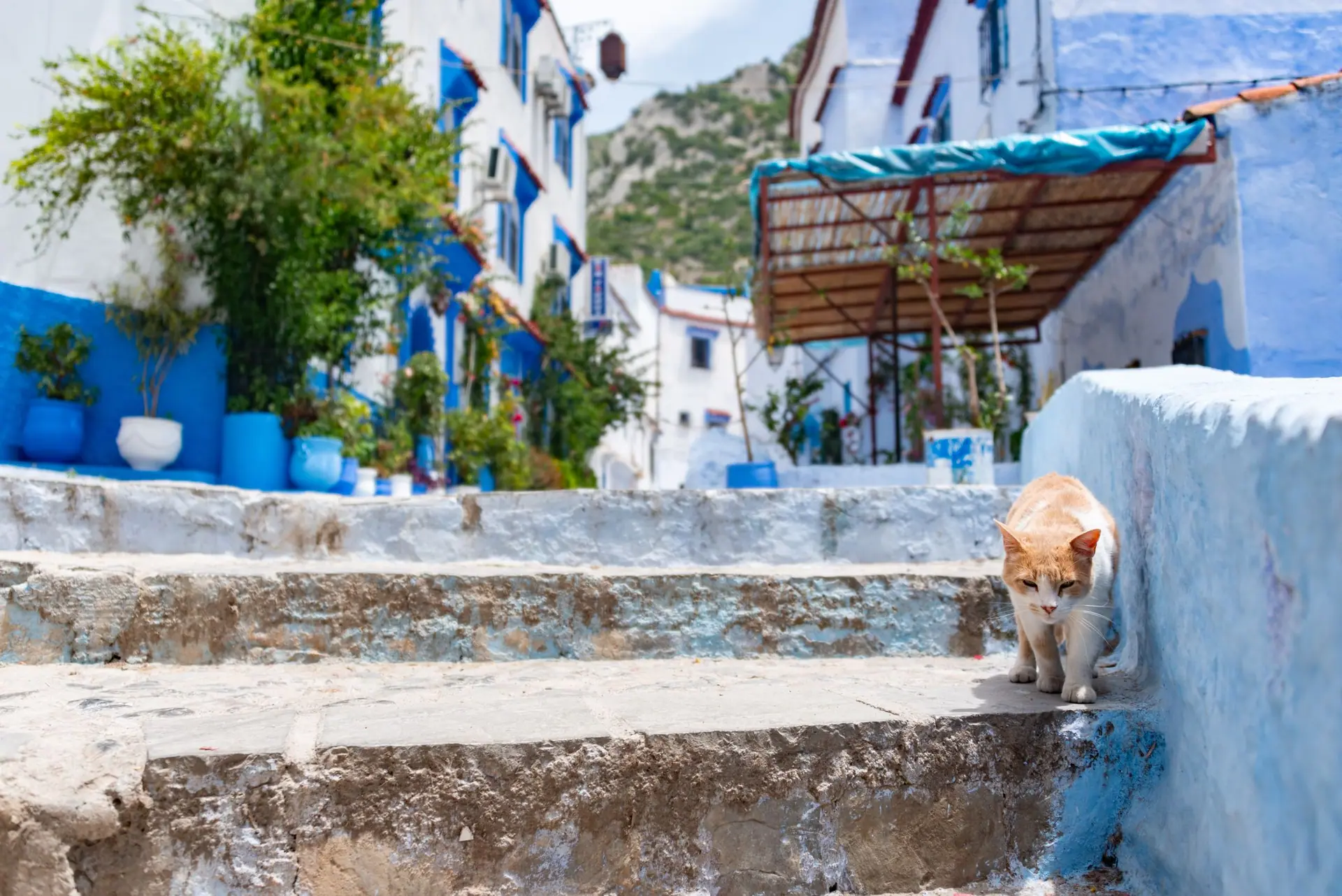 A ginger cat descends stone steps in the scenic blue-washed alleyways of Chefchaouen, Morocco.