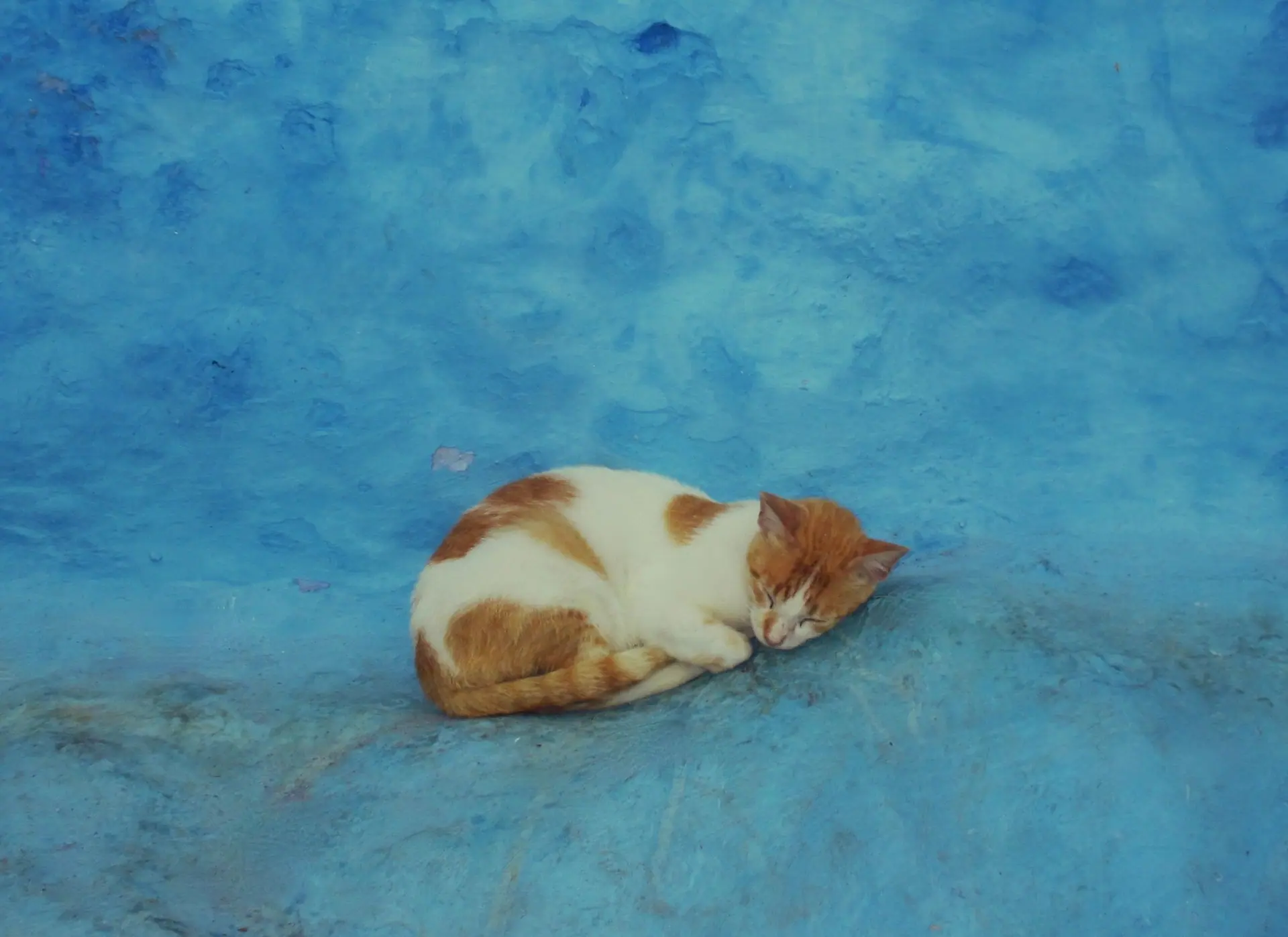 A peaceful sleeping cat against the iconic blue walls of Chefchaouen, Morocco.