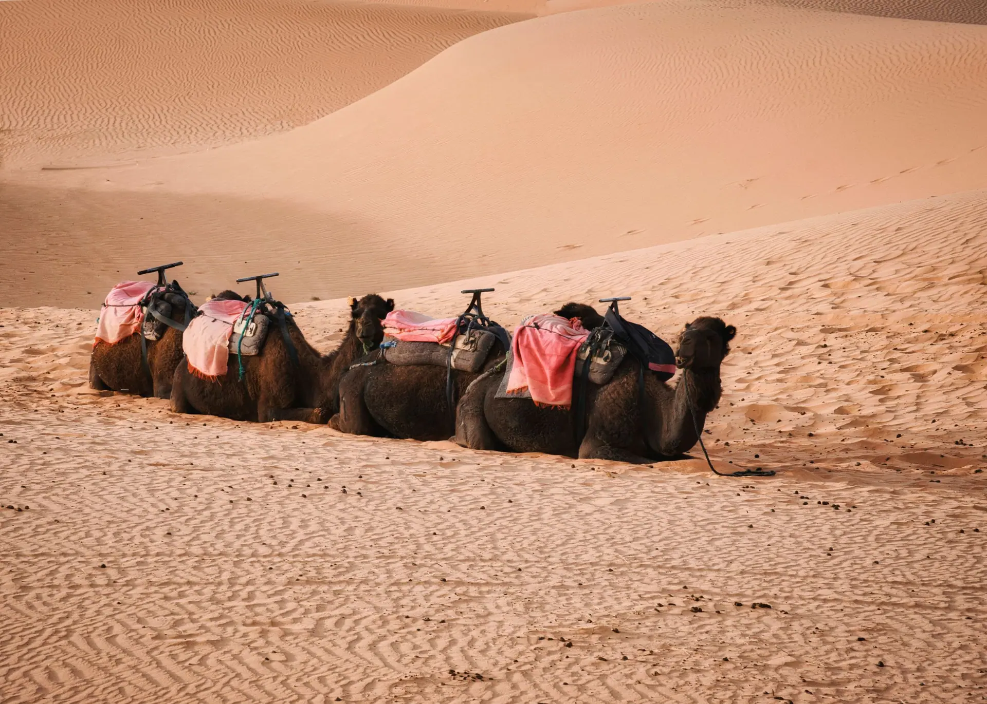 Four camels resting on the Sahara sands in Merzouga, Morocco under a warm desert sun.